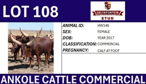 1+1X ANKOLE COMMERCIAL FEMALE