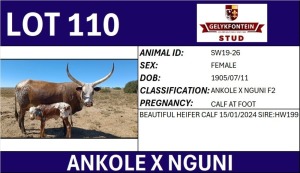 1+1X ANKOLE X NGUNI FEMALE