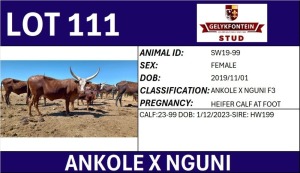 1+1X ANKOLE X NGUNI FEMALE