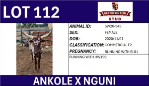 1X ANKOLE X NGUNI FEMALE