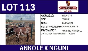 1X ANKOLE X NGUNI FEMALE