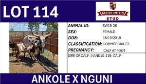 1+1X ANKOLE X NGUNI FEMALE