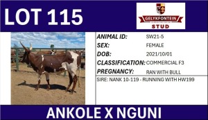 1X ANKOLE X NGUNI FEMALE