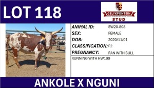 1X ANKOLE X NGUNI FEMALE