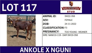 1X ANKOLE X NGUNI FEMALE