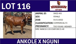 1X ANKOLE X NGUNI FEMALE