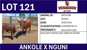 1+1X ANKOLE X NGUNI FEMALE