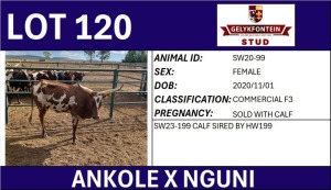 1+1X ANKOLE X NGUNI FEMALE