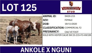 1X ANKOLE X NGUNI FEMALE