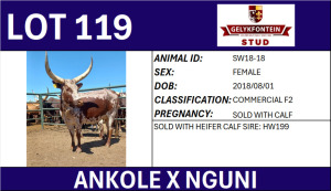 1+1X ANKOLE X NGUNI FEMALE