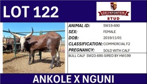 1+1X ANKOLE X NGUNI FEMALE