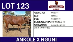 1X ANKOLE X NGUNI FEMALE