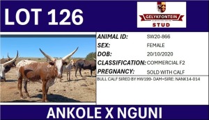 1+1X ANKOLE X NGUNI FEMALE