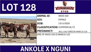 1+1X ANKOLE X NGUNI FEMALE