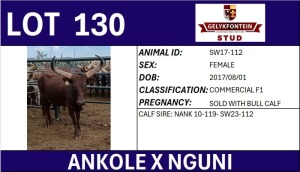 1+1X ANKOLE X NGUNI FEMALE