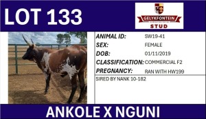 1X ANKOLE X NGUNI FEMALE