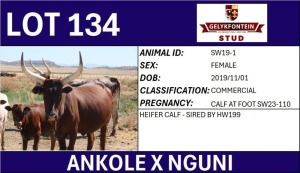 1X ANKOLE X NGUNI FEMALE