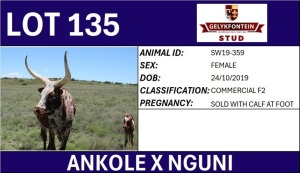 1X ANKOLE X NGUNI FEMALE