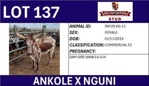 1X ANKOLE X NGUNI FEMALE