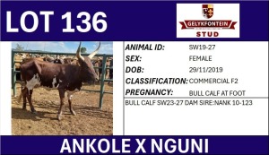 1+1X ANKOLE X NGUNI FEMALE