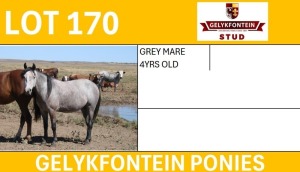 1X GREY MARE 