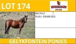 1X BAY FILLY 