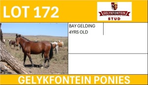 1X BAY GELDING