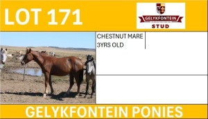 1X CHESTNUT MARE 