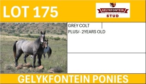 1X GREY COLT 