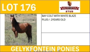 1X BAY COLT WITH WHITE BLAZE