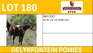 1X BAY COLT 