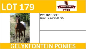 1X TWO TONE COLT 