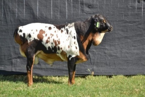 1X PERSIE DRIEKLEUR RAM KARSTEN BOERDERY