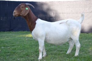 1X BOER GOAT FLOCK DOE KARSTEN BOER GOAT STUD