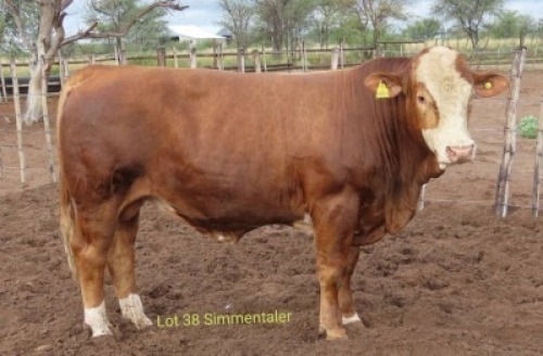 1X SIMMENTAL BULL RESULT ORIENTED