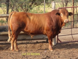 1X SIMBRA BULL RESULT ORIENTED