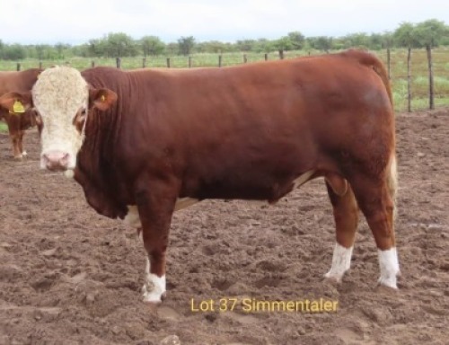 1X SIMMENTAL BULL RESULT ORIENTED