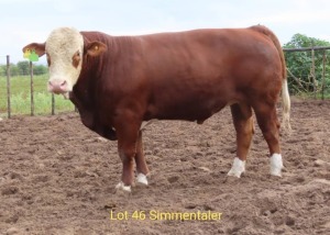 1X SIMMENTAL BULL RESULT ORIENTED