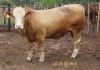 1X SIMBRA BULL RESULT ORIENTED