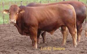 1X SIMMENTAL BULL RESULT ORIENTED