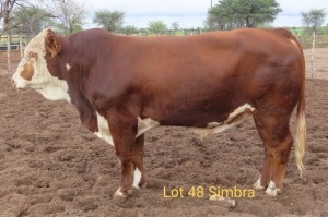 1X SIMMENTAL BULL RESULT ORIENTED