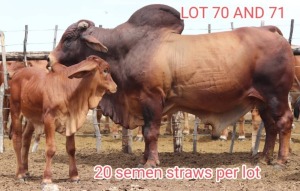 20X RED BRAHMAN SEMEN STRAWS BOS 15-150 MAHATA STUD