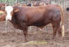 1X SIMBRA BULL RESULT ORIENTED