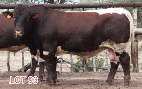 1X PINZGANER BULL MAHATA STUD