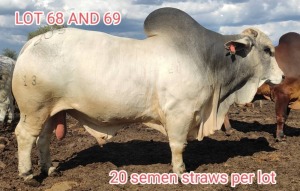 20X WHITE BRAHMAN SEMEN STRAWS BOS 17-13 MAHATA STUD