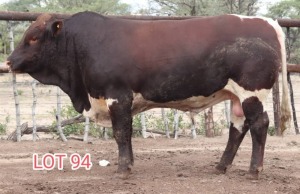 1X PINZGANER BULL MAHATA STUD