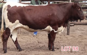 1X PINZGANER COW MAHATA STUD