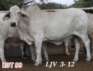 1X WHITE BRAHMAN COW LJV 3/12 MAHATA STUD