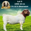 1X BOER GOAT FLOCK 48-490 BUCK BEZUIDENHOUT BBS