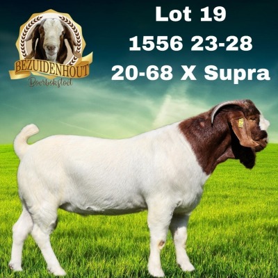 1X BOER GOAT FLOCK BUCK BEZUIDENHOUT BBS